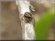 brown widow spider