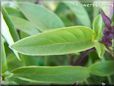 thai basil leaves pictures