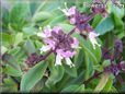 basil thai flower