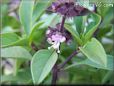basil thai flower
