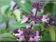 basil thai flower
