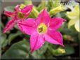 pink nicotiana pictures