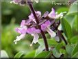basil thai flower