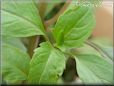 basil cinnamon leaves