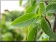 basil cinnamon leaves
