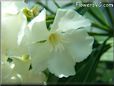 White mandevilla flower
