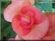 pink begonia pictures