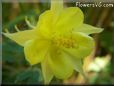 yellow columbine flower