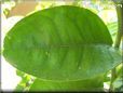  lime leaf