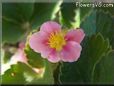 pink strawberry blossom