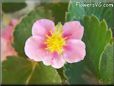 pink strawberry blossom