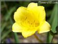yellow freesia flower