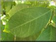 lemon leaf  pictures