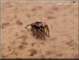  jumping spider