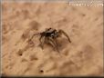  jumping spider