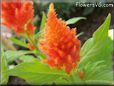 orange celosia flower
