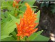 orange celosia flower