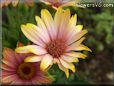 pink african daisy flower