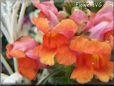 orange snapdragon flower