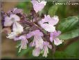 basil thai flower