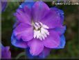 Delphinium flower picture