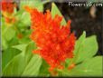celosia flower