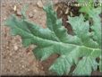 artichoke leaves