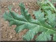 artichoke leaves