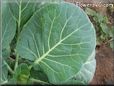 cabbage leaves pictures