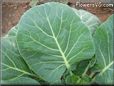 cabbage leaf