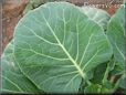 cabbage leaf