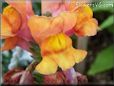 orange snapdragon flower