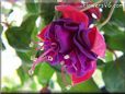 dark purple fuchsia flower pictures