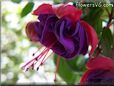 dark purple fuchsia flower