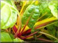  swiss chard stalk