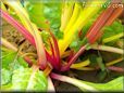  swiss chard stalk