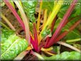  swiss chard stalk