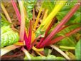  swiss chard stalk
