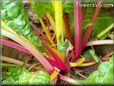  swiss chard stalk