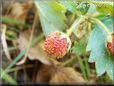 small red strawberry