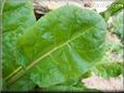  swiss chard stalk leaf