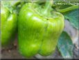 bell pepper