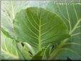 cabbage leaf