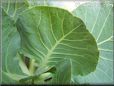 cabbage leaf