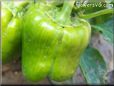 bell pepper