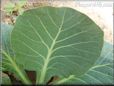 cabbage leaf