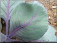 small red cabbage