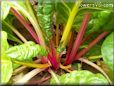  swiss chard stalk