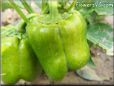 bell pepper