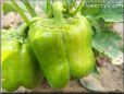 bell pepper